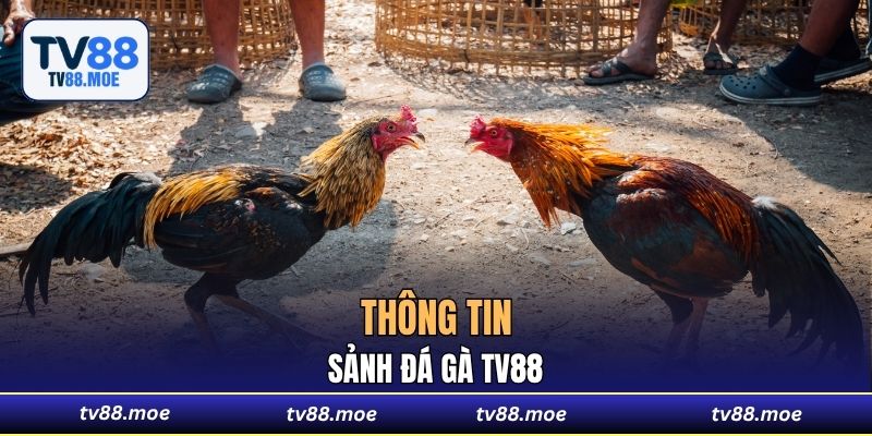Thông tin sảnh Đá Gà TV88