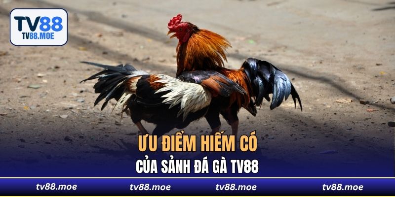 Ưu điểm hiếm có của sảnh Đá Gà TV88
